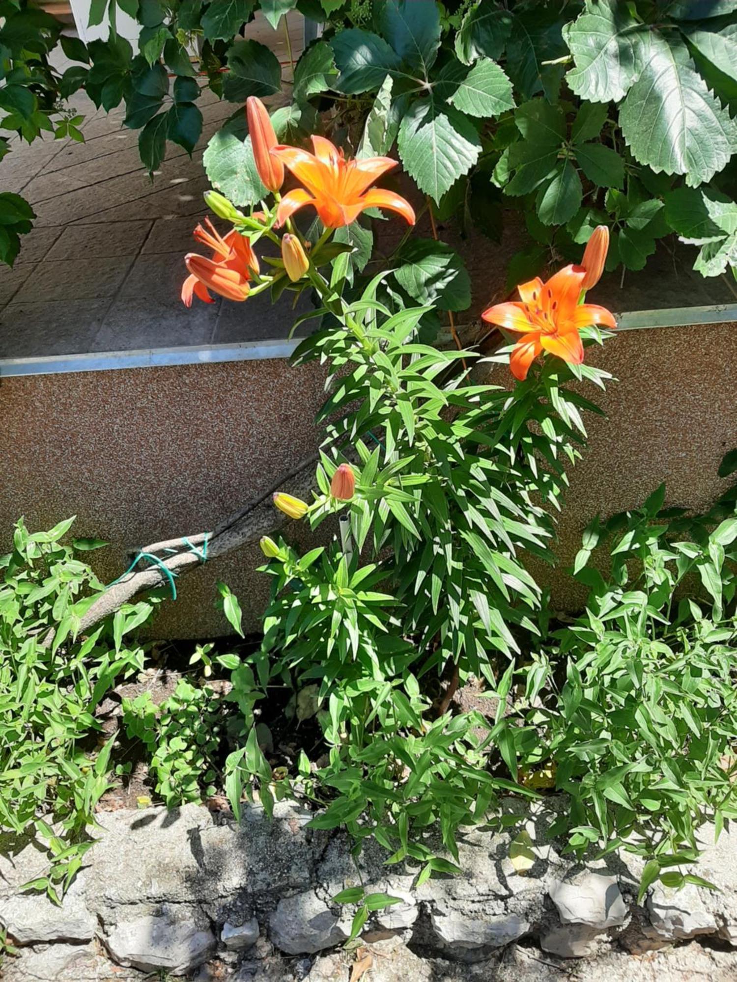 Apartmani Marija Povljana Camera foto