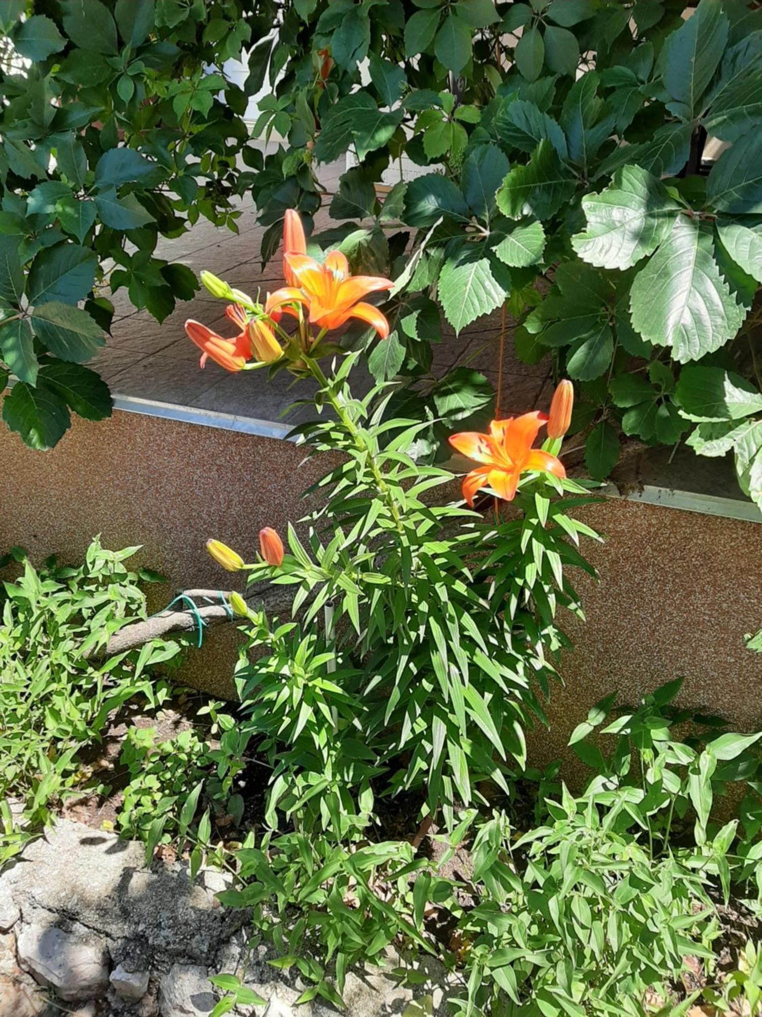Apartmani Marija Povljana Camera foto